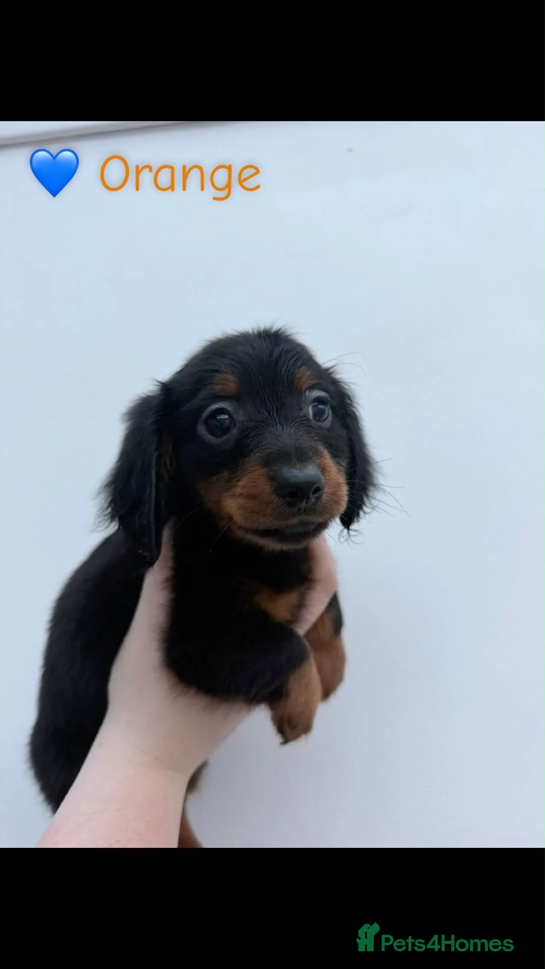 Miniature Dachshund dogs for sale: Stunning long haired Dachshunds  - Advert 4