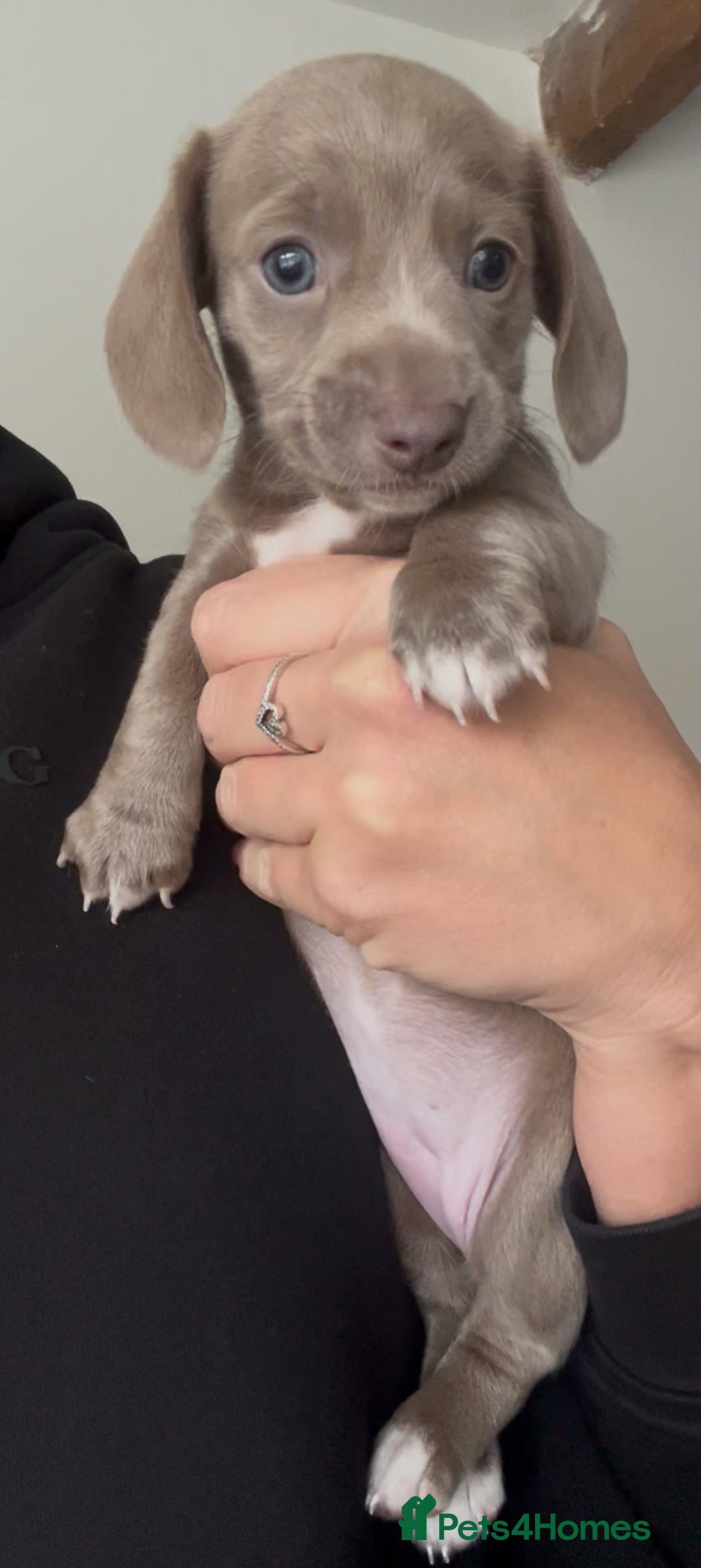 Miniature Dachshund dogs for sale: ✨ THE LAST BEAUTIFULLY BRED KC REG GIRL  - Image 5
