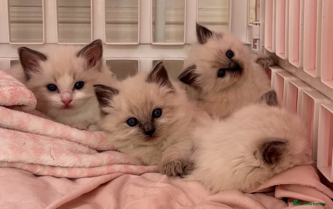 Ragdoll cats for sale:     Fluffy Ragdoll Kittens – Indoor Only 🧸 in Alfreton - Advert 2