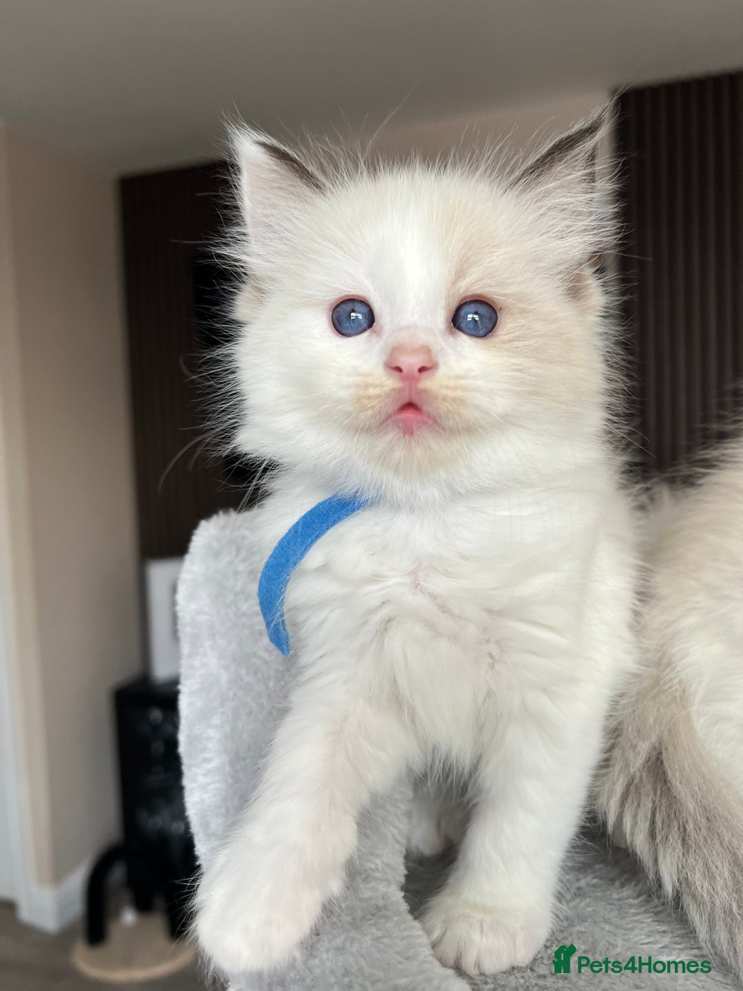 Ragdoll cats for sale: Registered Ragdoll kitttens for sale - Image 30