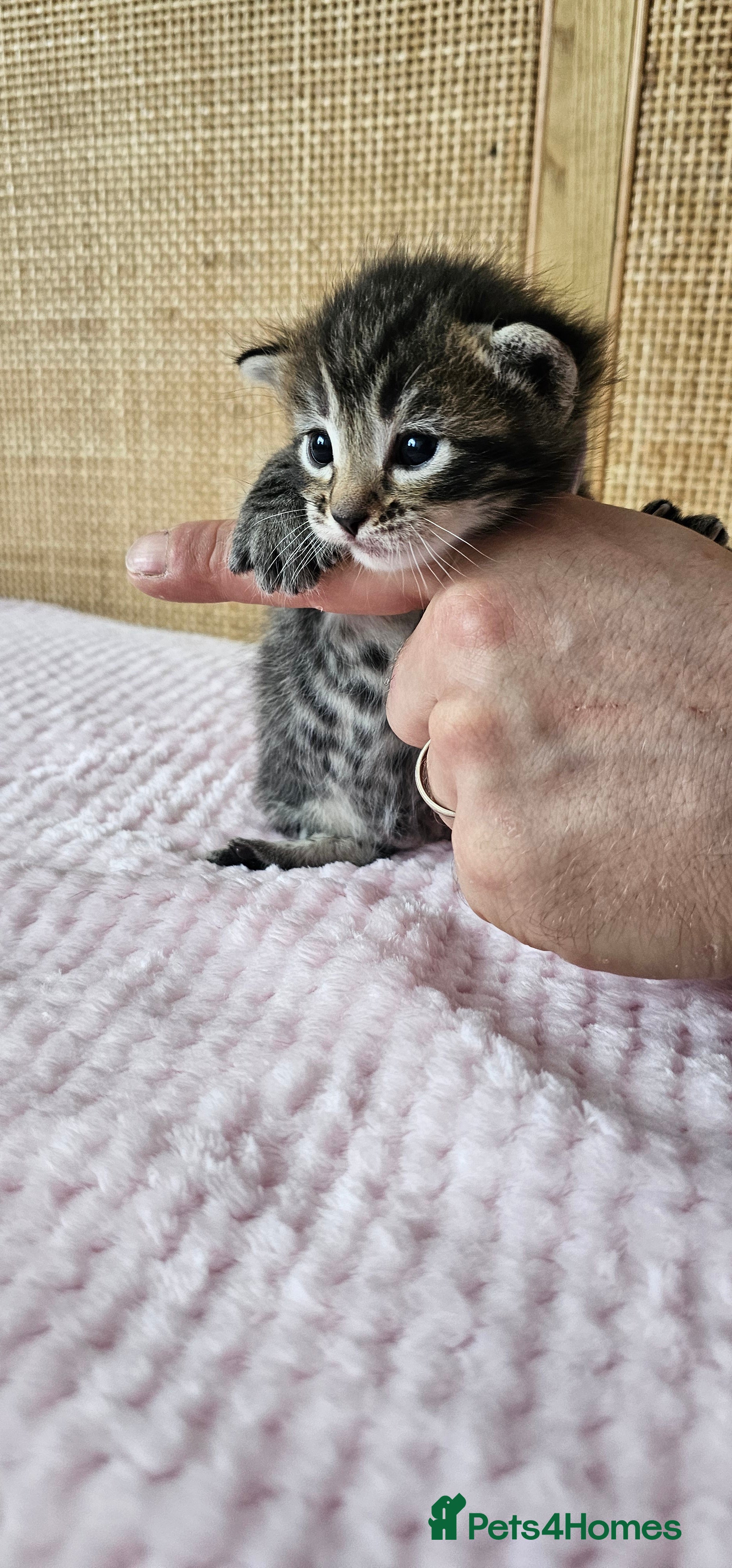 Mixed Breed cats for sale: Beautiful Bengal Mix Kittens - Advert 15