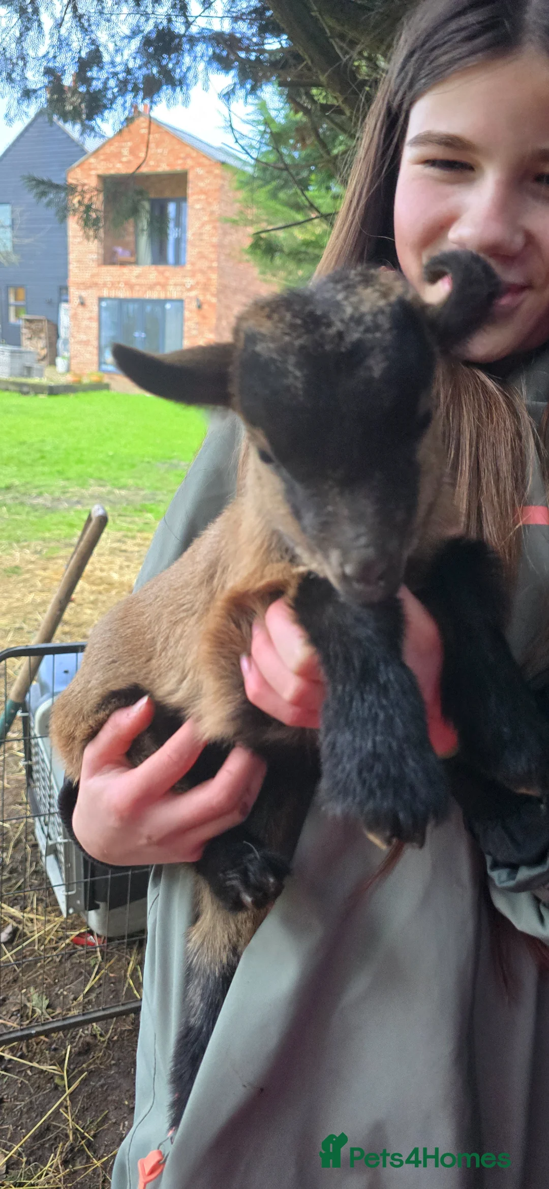 Goats livestock for sale: FEMALE PYGMY GOAT KID FOR SALE 12 WEEKS OLD - Advert 1