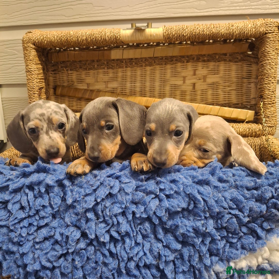 Miniature Dachshund dogs for sale: Minature Dachshund - Image 3