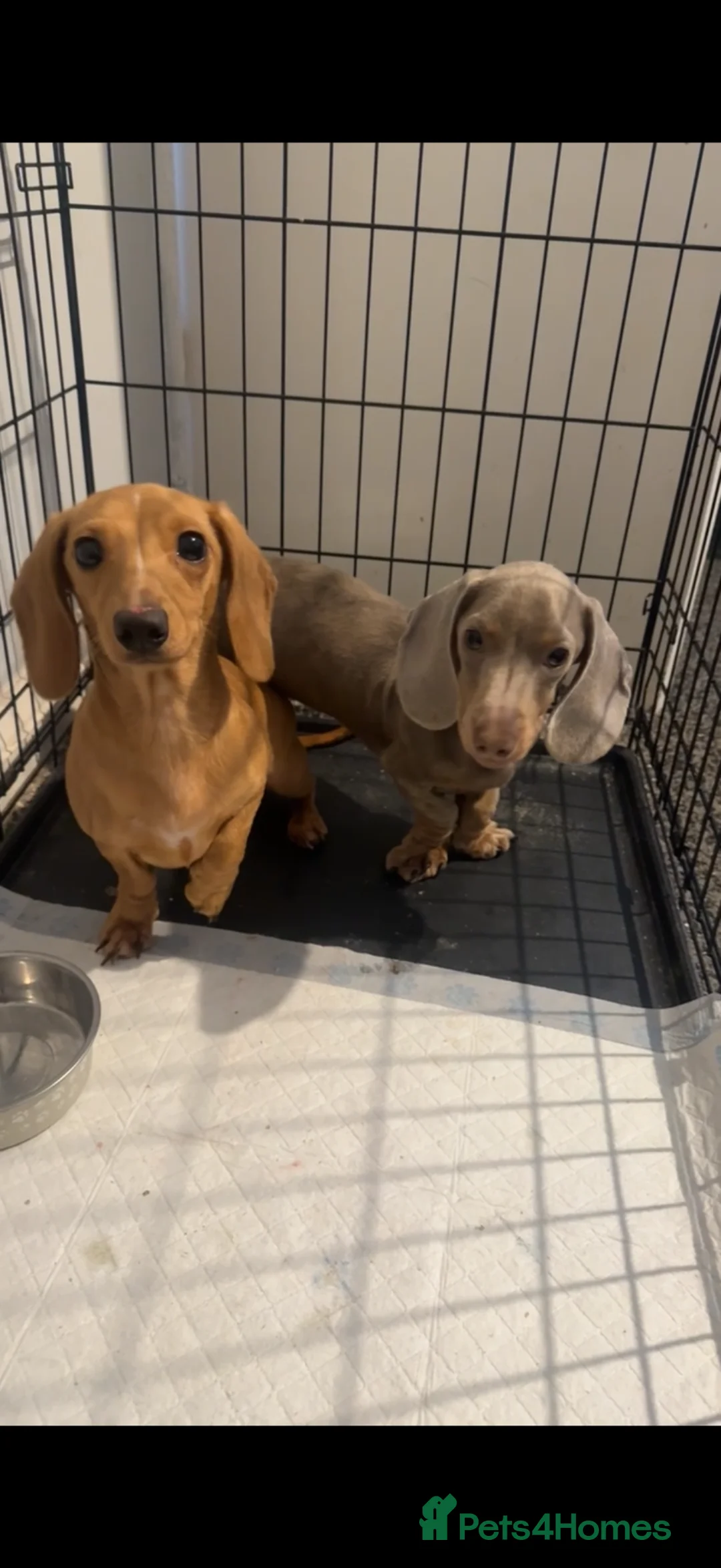 Miniature Dachshund dogs for sale: 2 miniature daschunds 1 year old - Advert 1