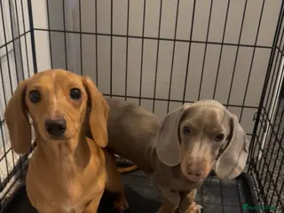 Miniature Dachshund dogs 2 miniature daschunds 1 year old - Advert 5