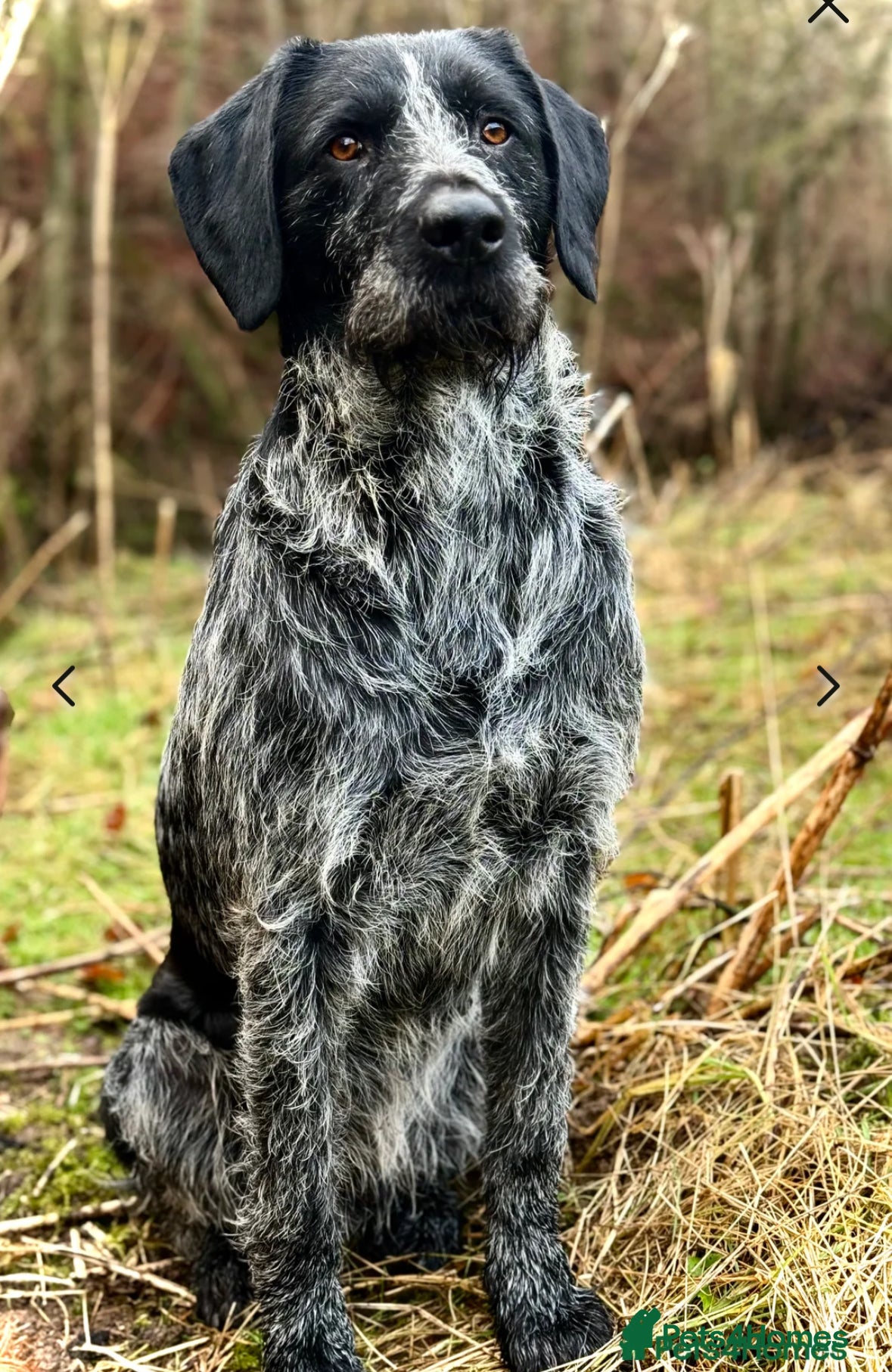 German Wirehaired Pointer dogs Experienced Fully Health Tested GWP at Stud  in Ripon - Advert 2