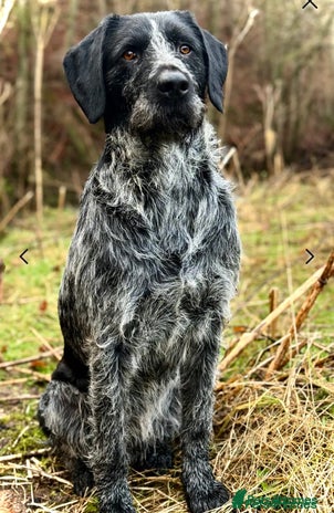German Wirehaired Pointer dogs Experienced Fully Health Tested GWP at Stud in Ripon - Advert 2