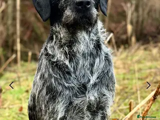 German Wirehaired Pointer dogs Experienced Fully Health Tested GWP at Stud in Ripon - Advert 3