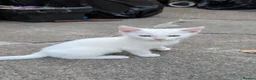 Mixed Breed cats for sale: Mixed-breed kittens looking for loving homes - Advert 7