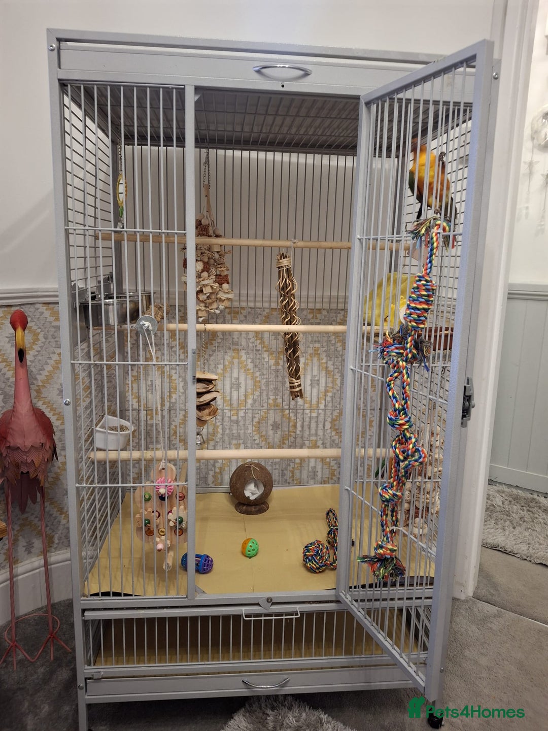 Conures birds for sale: Mango Conure - Advert 8