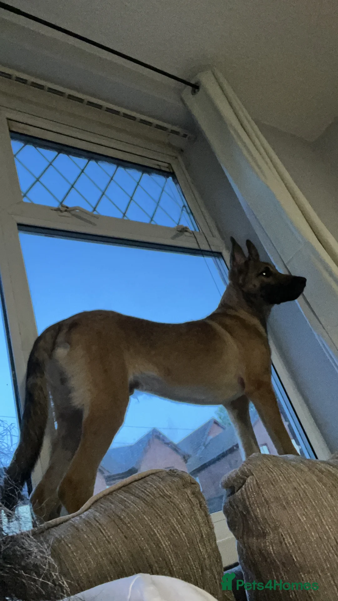 Mixed Breed dogs for sale: Lupo Italiano - Advert 1