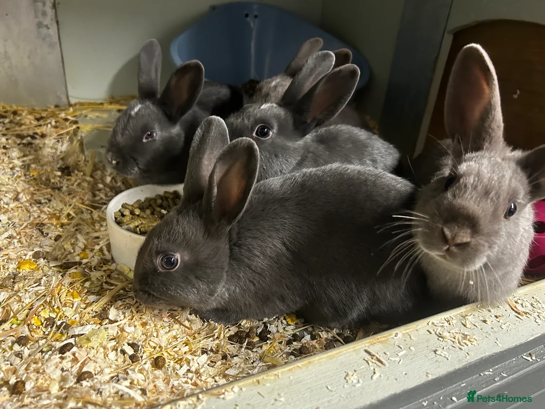 Rex rabbits for sale: Rex Rabbits x 5 - Advert 2