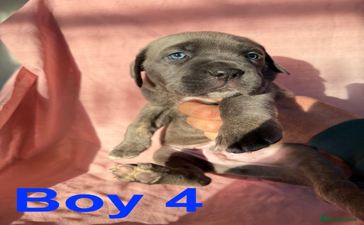 Cane Corso dogs - Advert 1
