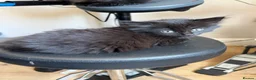 Mixed Breed cats for sale: Maine Coon Kittens  - Advert 3