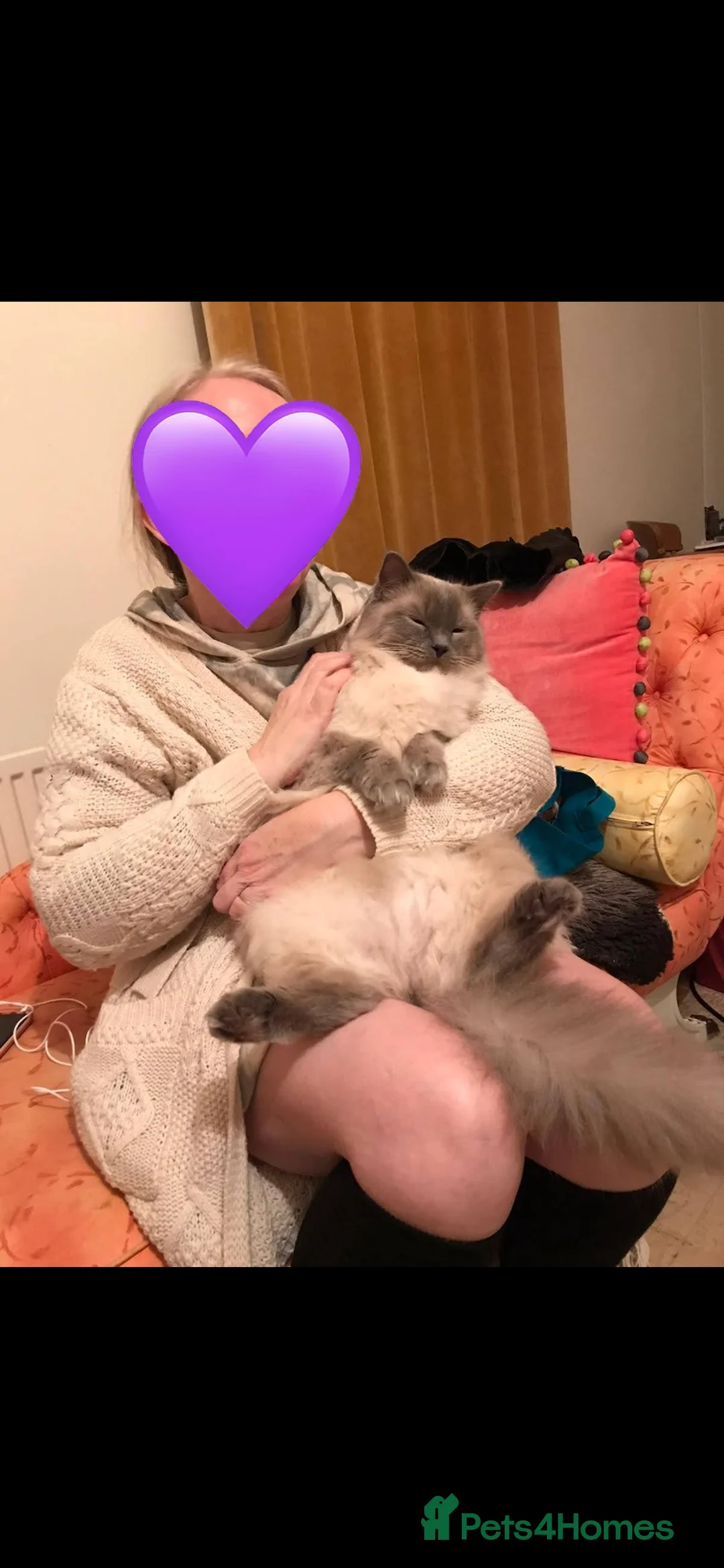 Ragdoll cats for sale: loving Male Ragdoll for new home - Advert 2