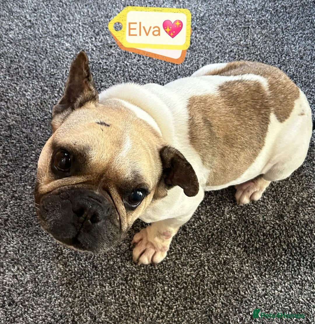 Mixed Breed dogs for adoption: 💖ELVA -a Sweet Frenchie Rescued From Starvation💖 - Advert 1