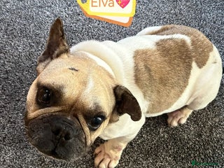 Mixed Breed dogs 💖ELVA -a Sweet Frenchie Rescued From Starvation💖 - Advert 1