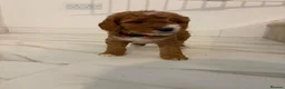 Cockapoo dogs for sale: Cockapoo puppies  - Advert 31