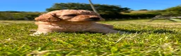 Cockapoo dogs for sale: F1b READY NOW. Health tested parents.  - Advert 22