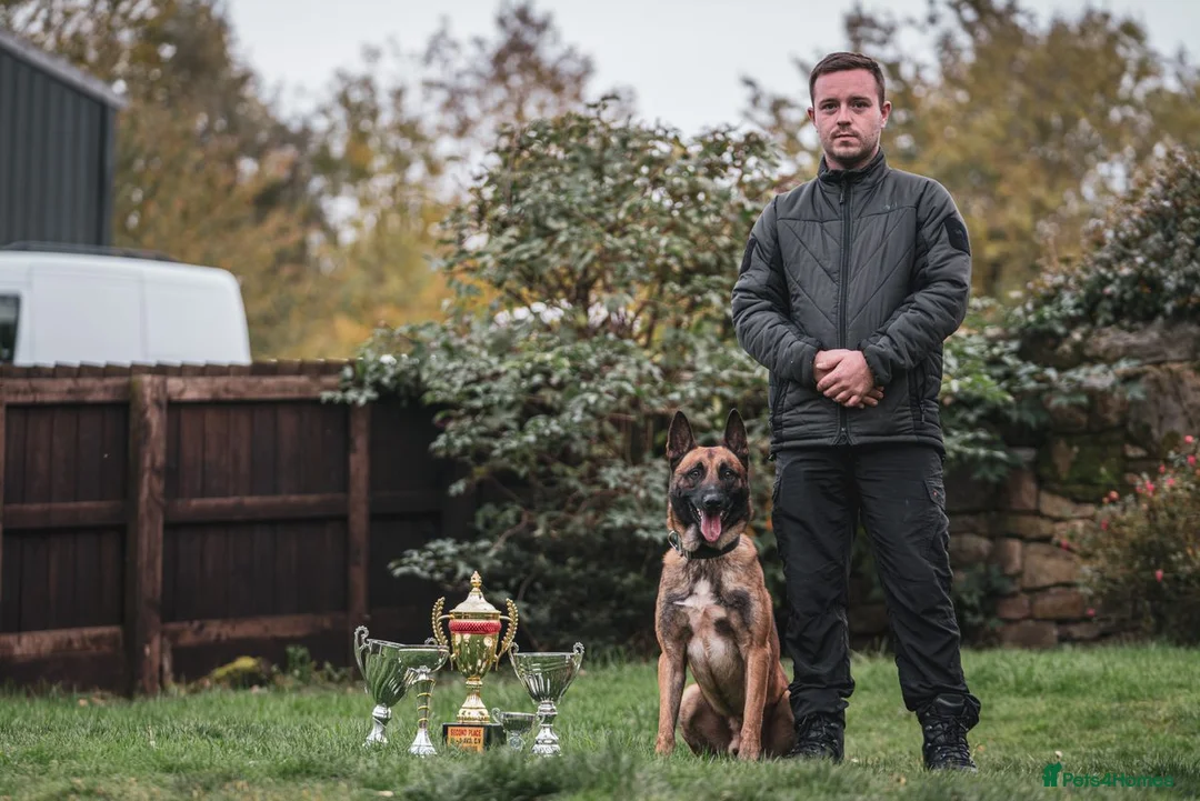 Belgian Shepherd Dog dogs for stud: Samson - Advert 3