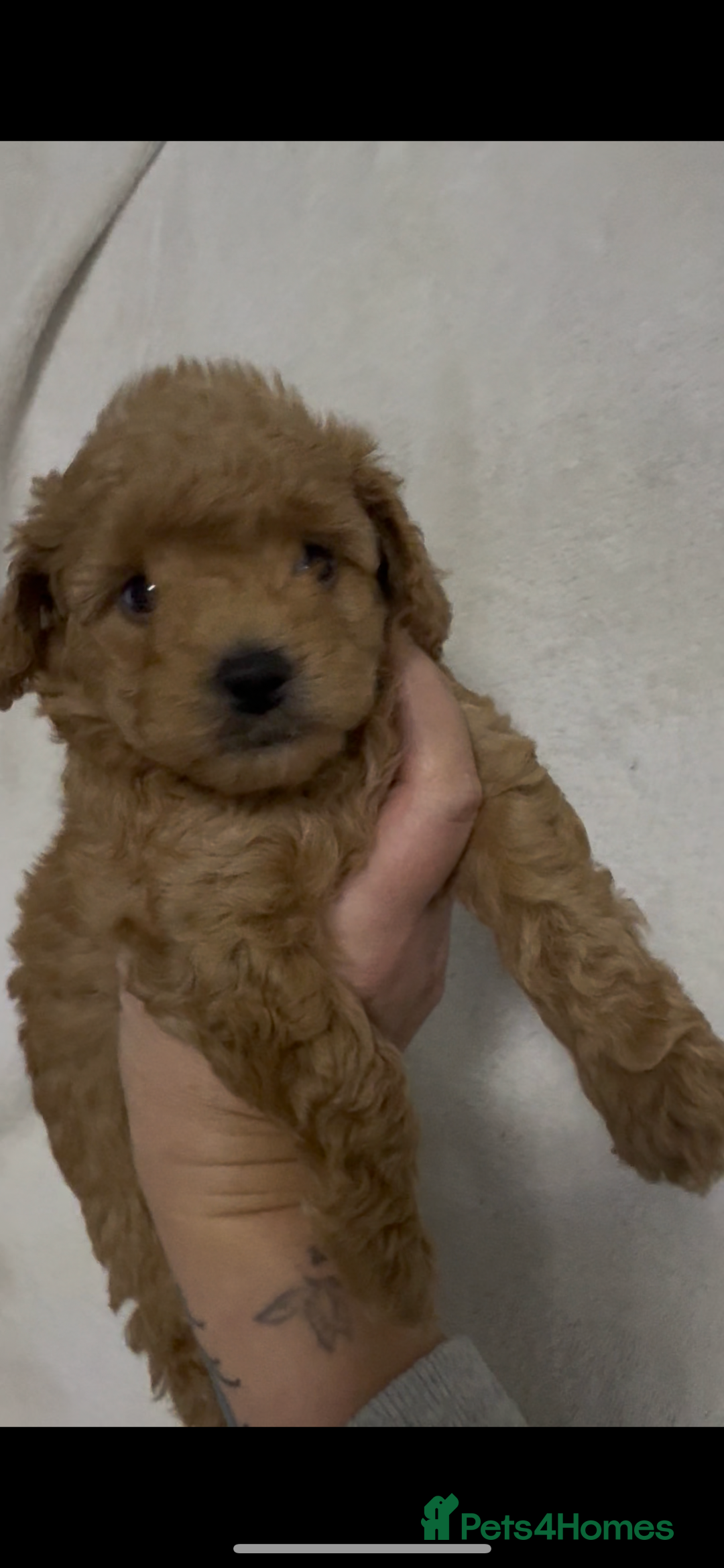 Toy Poodle dogs for sale: Stunning toy poodles  - Image 27