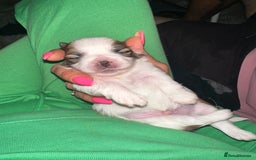 Shih Tzu dogs for sale: 5 Beautiful shihtzu  puppies for sale 2xM 3xF - Image 16