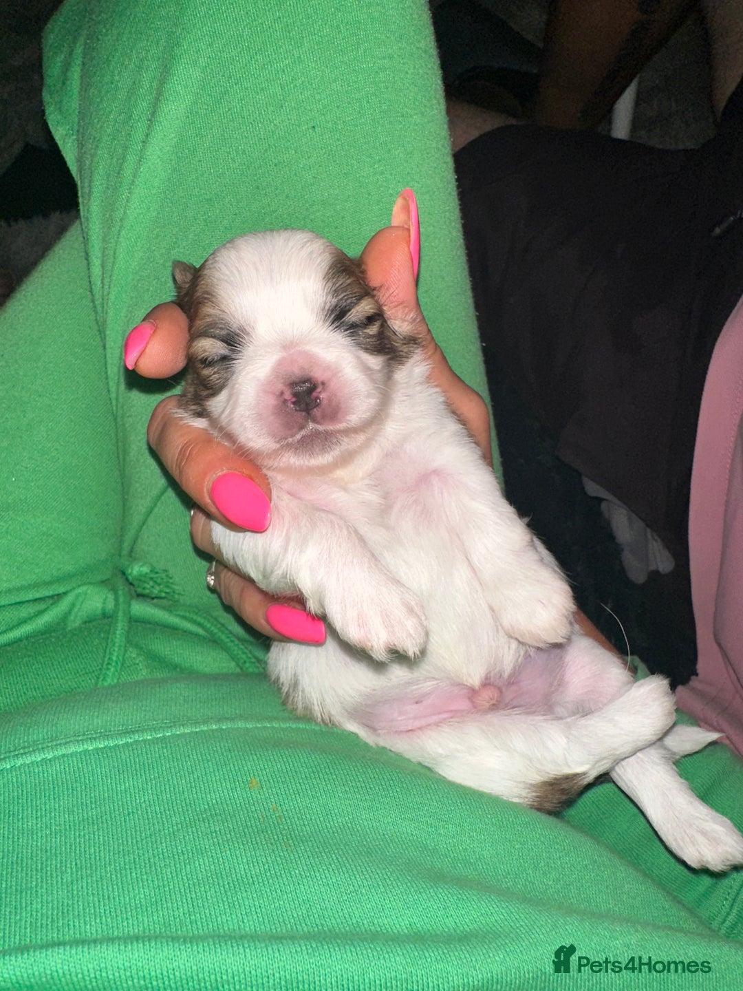 Shih Tzu dogs for sale: 5 Beautiful shihtzu  puppies for sale 2xM 3xF - Image 16