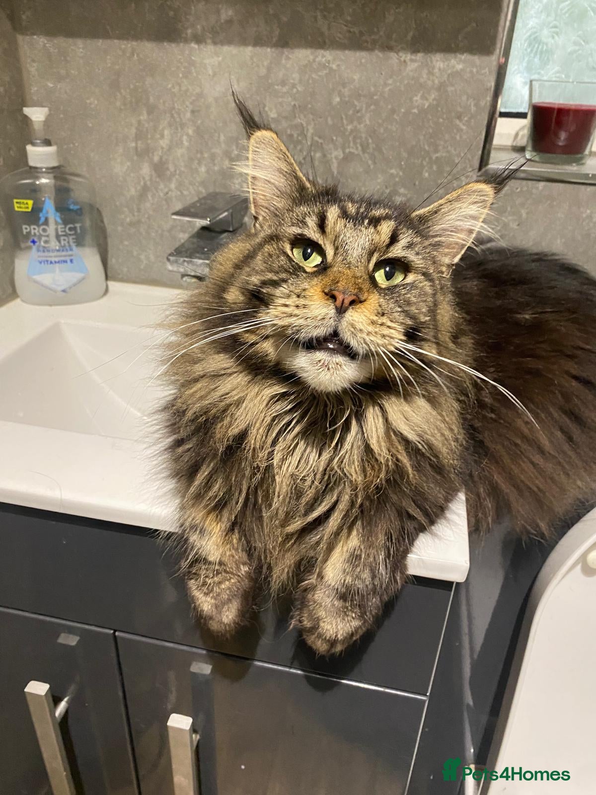 Maine Coon cats Gccf maine coon babies - Advert 2