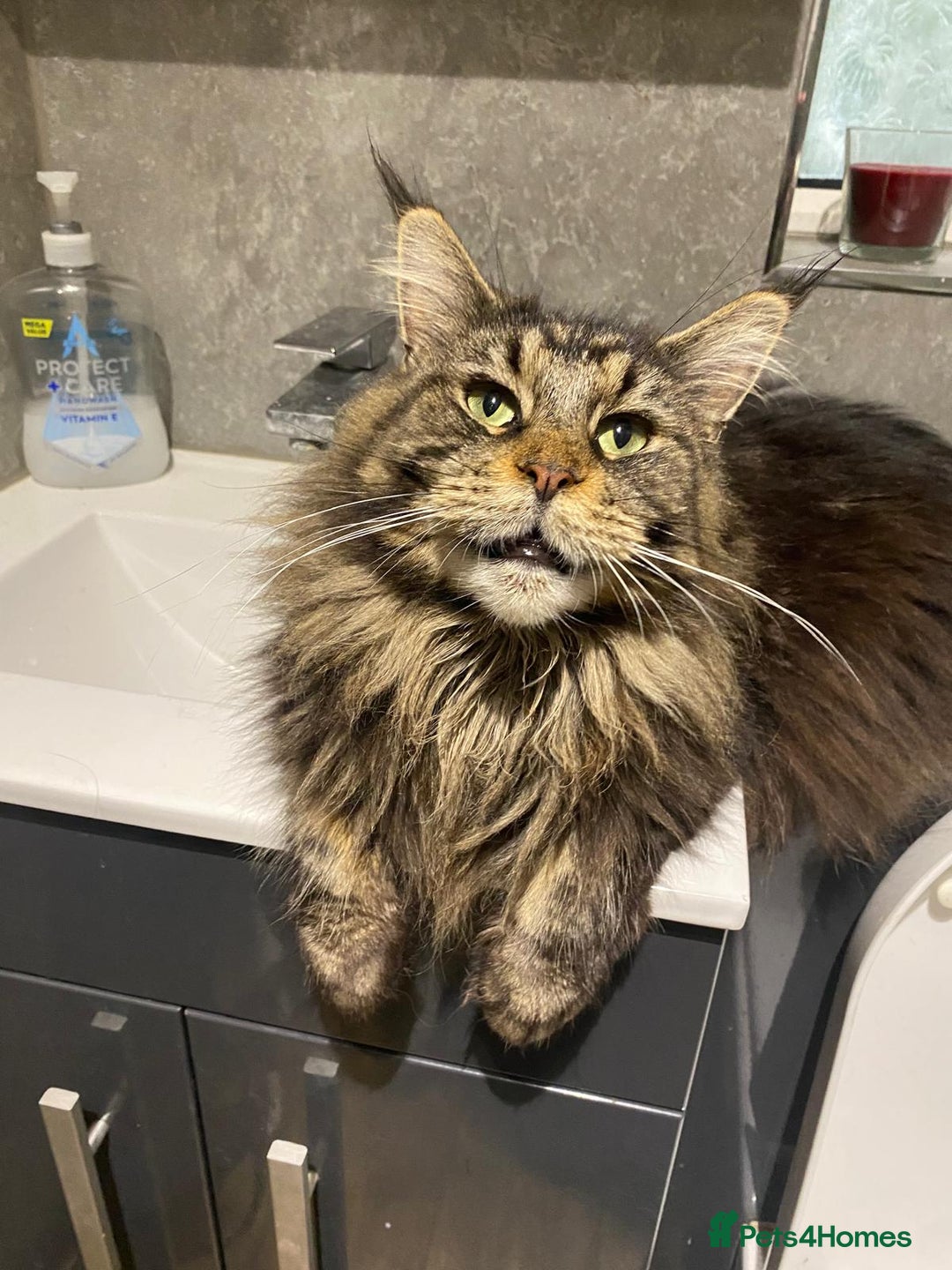 Maine Coon cats for sale: Gccf maine coon babies - Advert 2