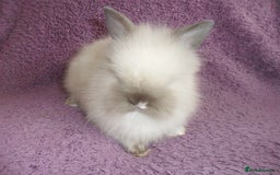 Lionhead rabbits for sale: BEAUTIFUL BABY DOUBLEMANE LIONHEAD RABBITS MALE - Image 5