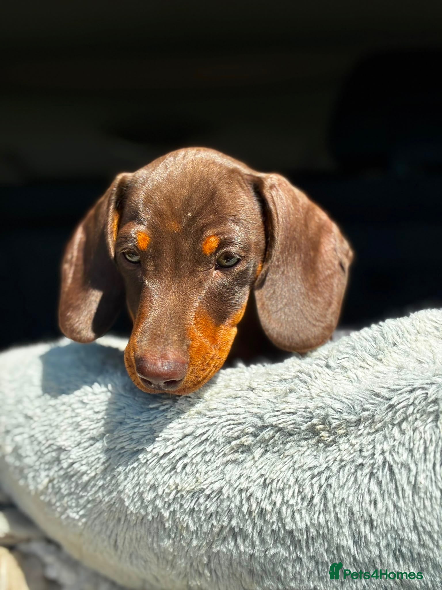 Miniature Dachshund dogs READY NOW - KC REGISTERED PRA CLEAR MINI DACHSHUND - Advert 5