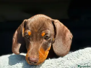 Miniature Dachshund dogs READY NOW - KC REGISTERED PRA CLEAR MINI DACHSHUND - Advert 5