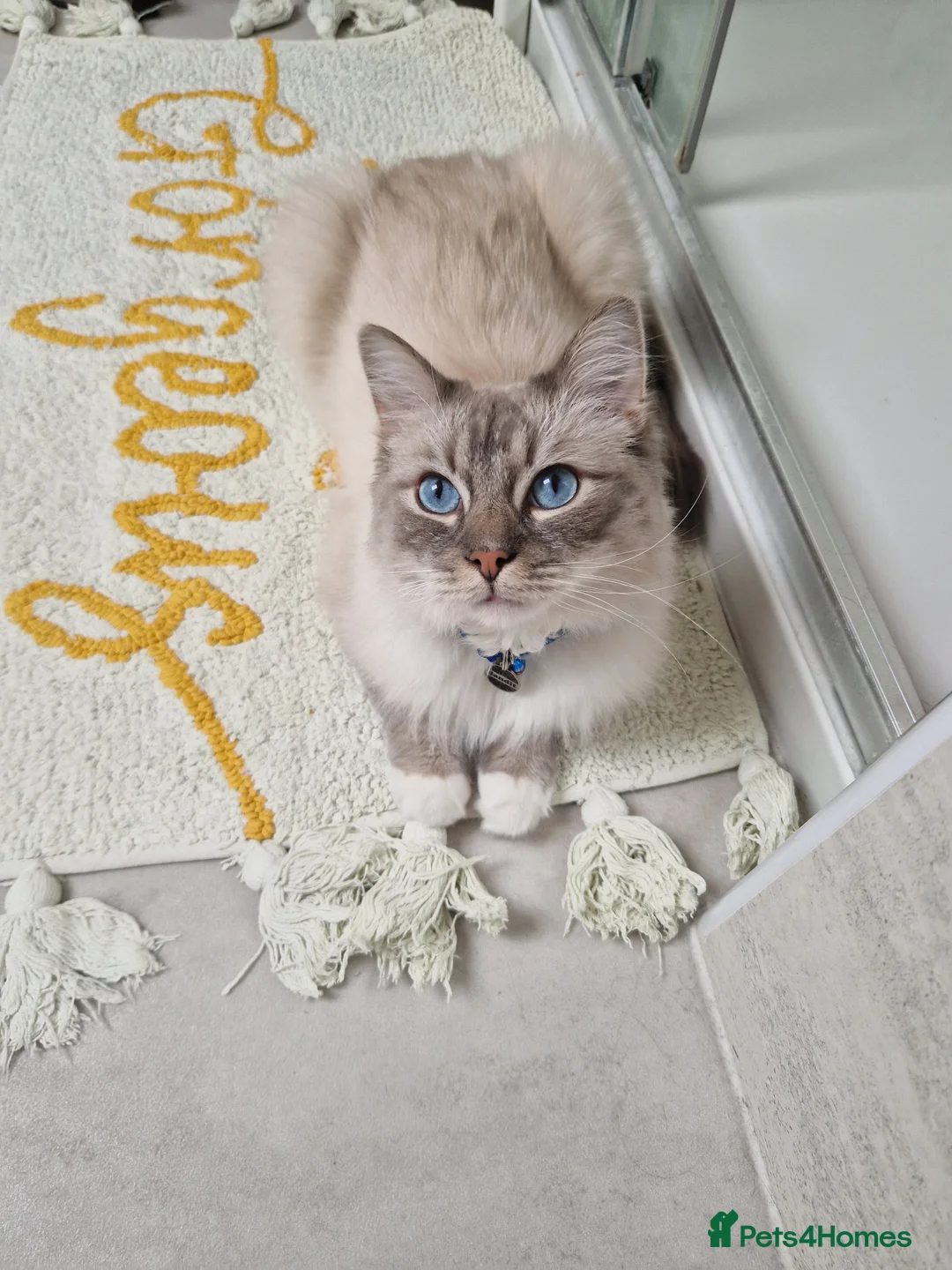 Ragdoll cats for sale: Bandit – Looking for a Loving Forever Home 🐾 in Bristol - Advert 5