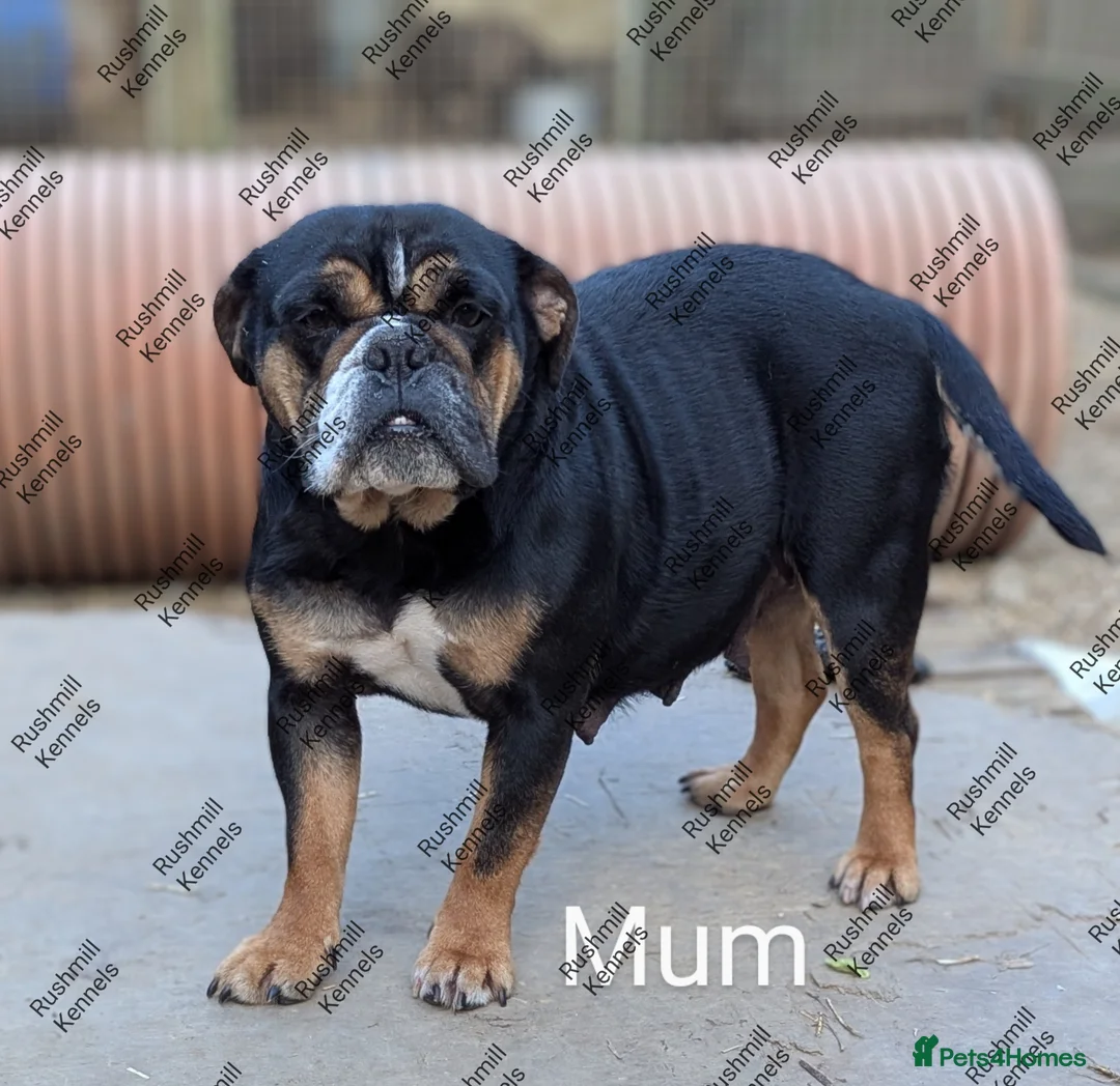 Olde English Bulldogge dogs for sale: Olde English bulldog puppies - Advert 7