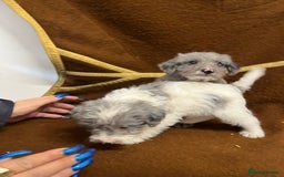 Jackapoo dogs for sale: Beautiful Jackapoo Puppies, READY NOW - Image 14