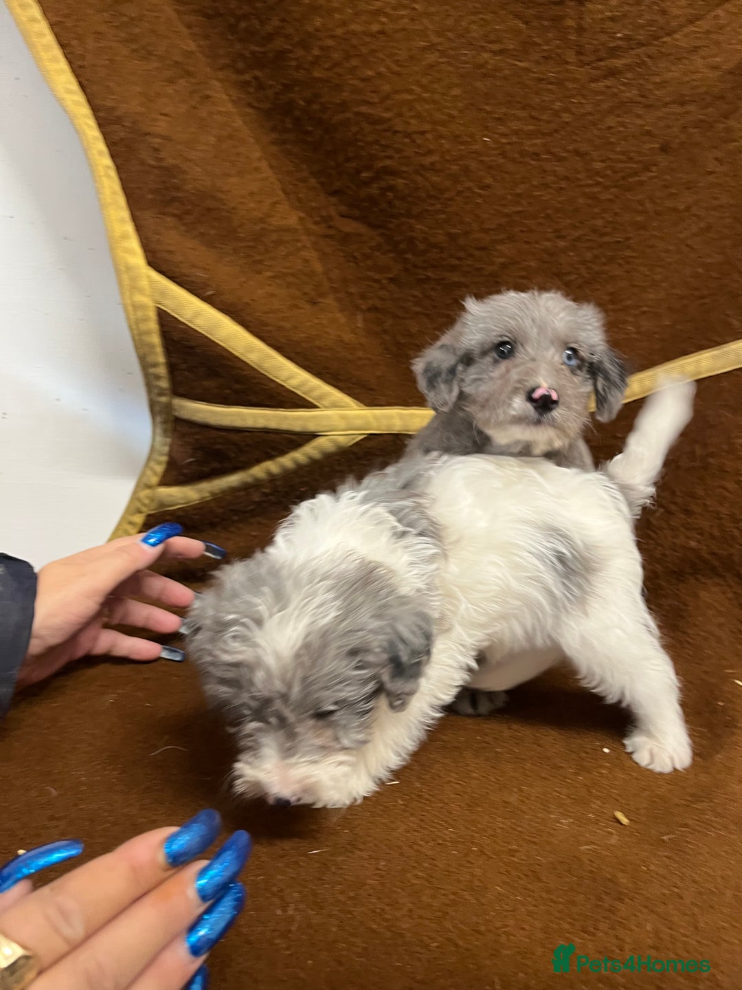 Jackapoo dogs for sale: Beautiful Jackapoo Puppies, READY NOW - Image 14