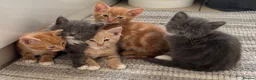 Mixed Breed cats for sale: Kittens for Sale  - Advert 3