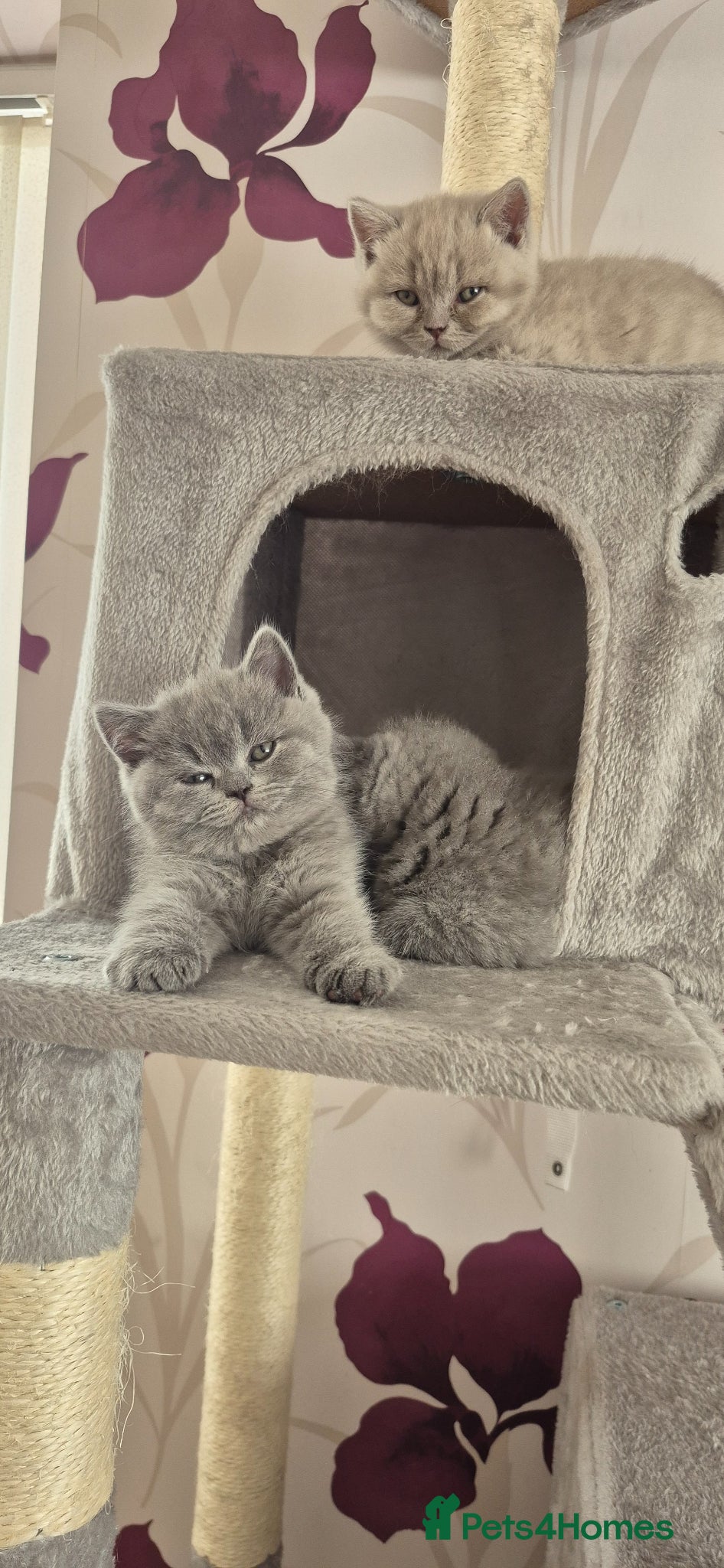 British Shorthair cats for sale: British shorthair kittens for sale  in Gloucester - Advert 8