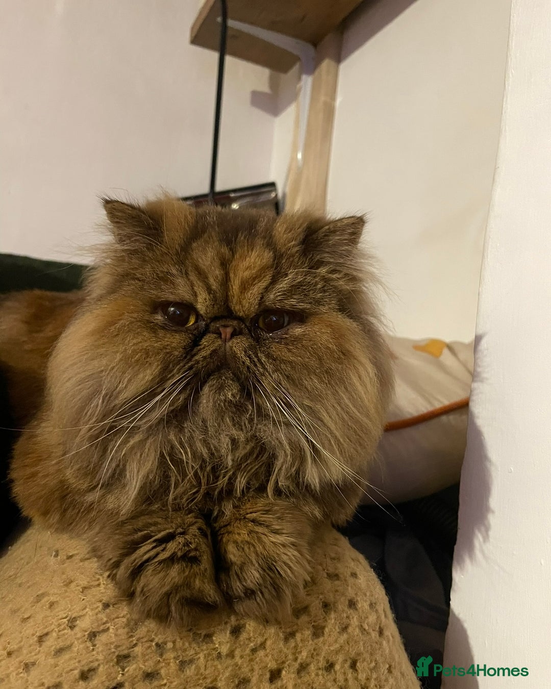 Persian cats for sale: Female Persian  - Image 1