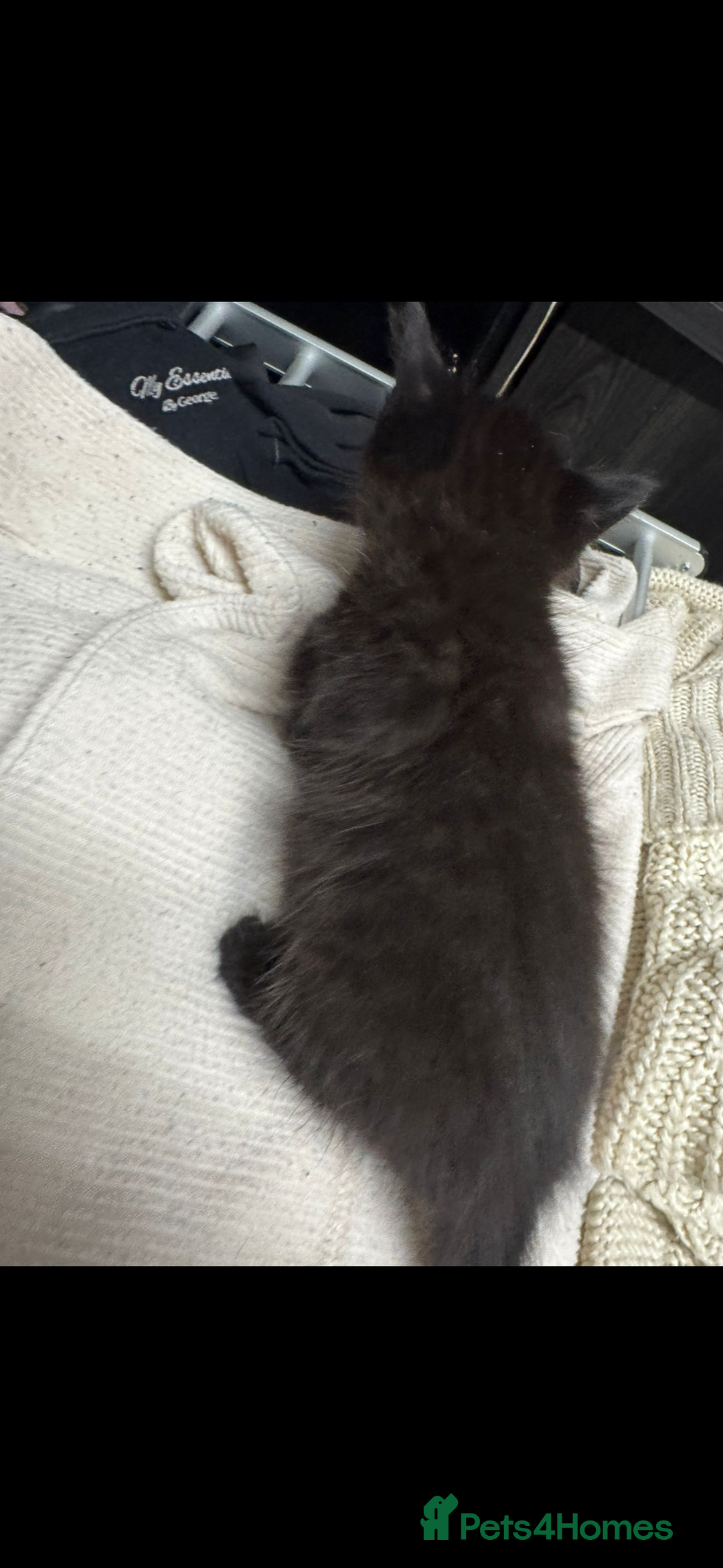 British Shorthair cats for sale: BLACK KITTENS  - Advert 5