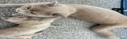 British Shorthair cats for sale: 🩷8 week old Lilac British Shorthair kitten🩷 - Advert 15