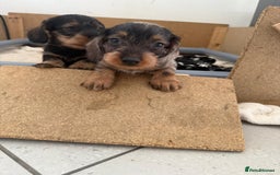 Miniature Dachshund dogs for sale: Miniature wire haired dachshund puppies - Image 2