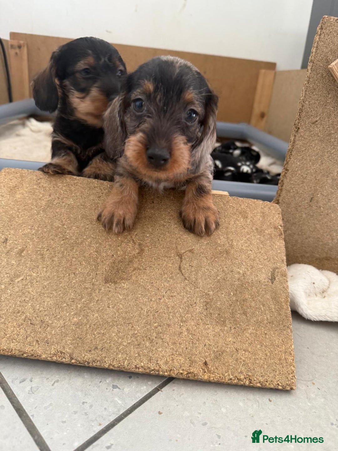 Miniature Dachshund dogs for sale: Miniature wire haired dachshund puppies - Image 2