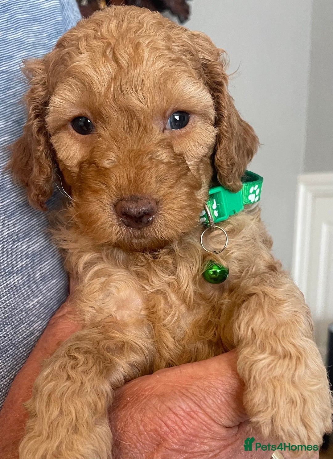 Cavapoo dogs for sale: Quality cavapoo puppies  - Image 6