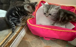 Burmese cats for sale: Burmese xBritish Kittens  - Image 11