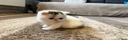 Exotic cats for sale: Two beautiful exotic shorthair babies  - Advert 8