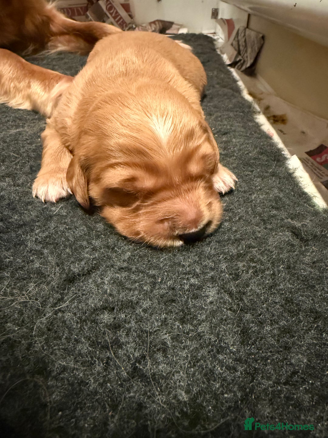 Golden Retriever dogs for sale: KC Working Golden Retriever Pups - Advert 4