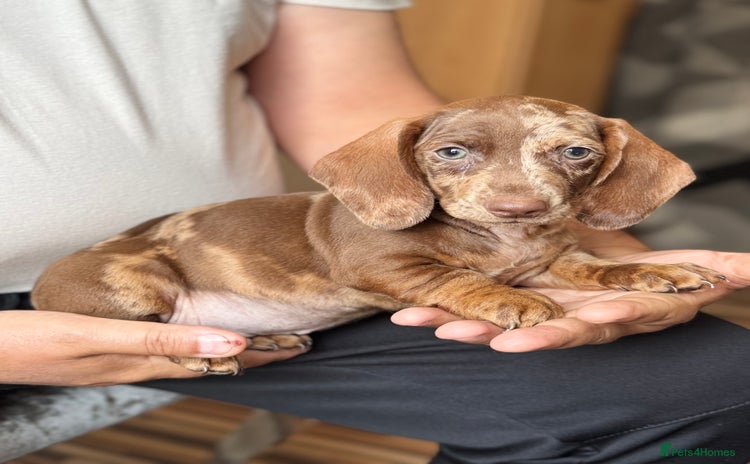 Dachshund dogs - Advert 8