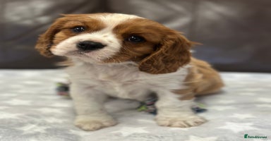 Cavalier King Charles Spaniel dogs - Advert 11