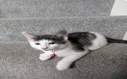 Domestic Shorthair cats for sale: 2 Beautiful Female Kittens Available for Rehoming - Image 6